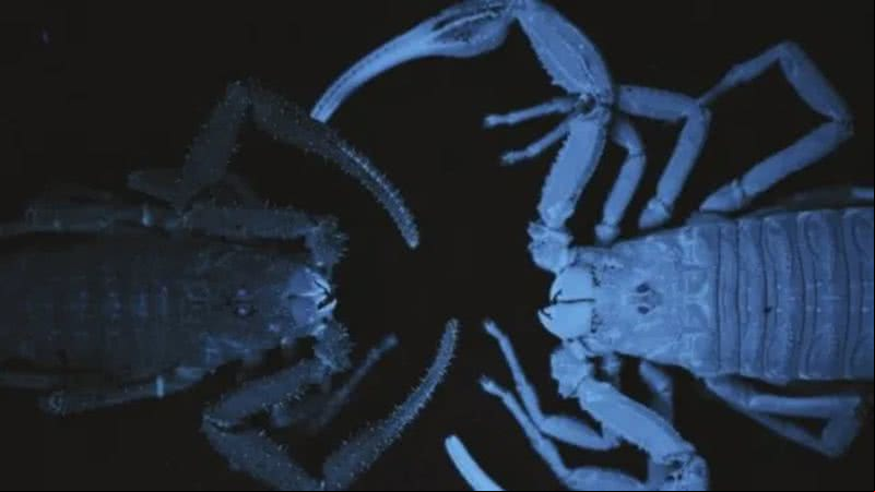 Escorpião Tityus achilles - Reprodução/Zoological Journal of the Linnean Society