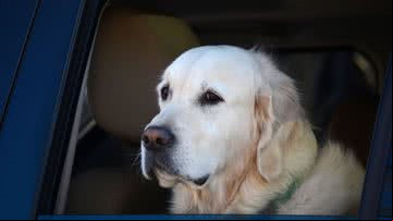 Cão olha pela janela de um carro - Getty Images