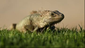 Igunas ancestrais fizeram travessia de 8 mil quilômetros - Getty Images (imagem meramente ilustrativa)