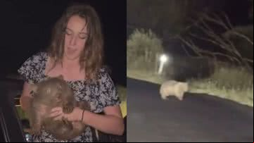 Turista americana sequestrou filhote de wombat - Reprodução/Redes Sociais