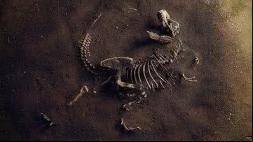 Fóssil de Tiranossauro rex - Getty Images