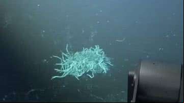 Erupção vulcânica submarina foi testemunhada por cientistas - Divulgação/Instituição Oceanográfica Woods Hole