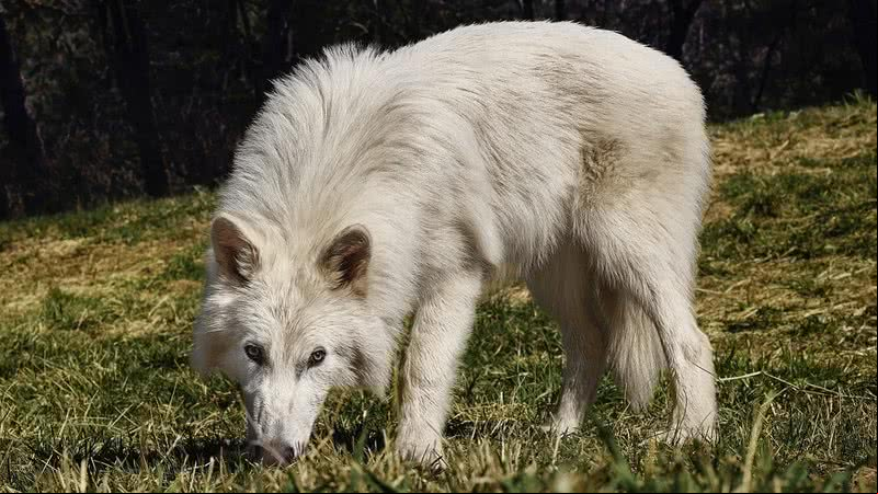 Empresa "criou" os lobos-terríveis em laboratório - Divulgação/Colossal Biosciences