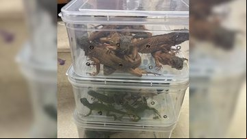 Cerca de 100 animais foram apreendidos em aeroporto - Divulgação/X