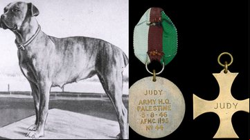 Cadela Judy salvou combatentes britânicos na Palestina - Divulgação/Noonans/BNPS