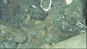 Detalhes de moedas de ouro identificadas no naufrágio do galeão San José - Divulgação/Antiquity/Vargas Ariza et al