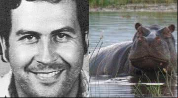Montagem de Pablo Escobar e hipopótamo - Divulgação