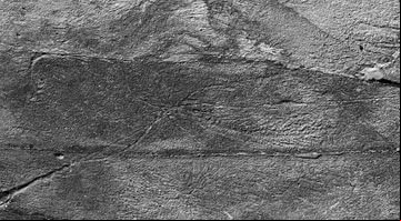 Pequenos filamentos de conexão encontrados por cientistas - Universidade de Cambridge